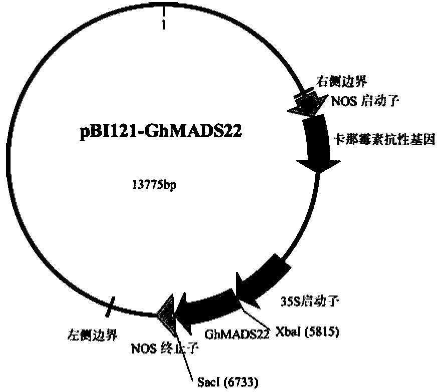 Upland cotton protein GhMADS22, and coding gene and application thereof