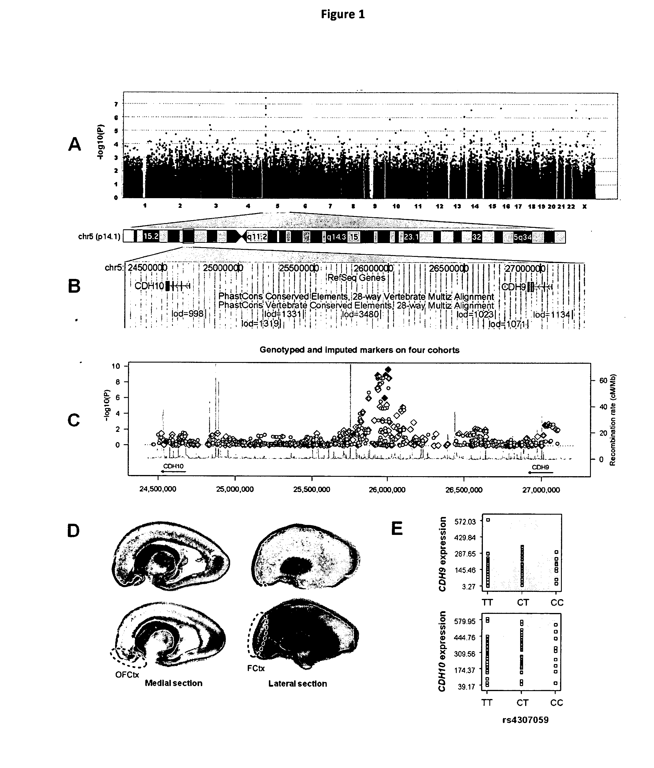 Genetic Alterations Associated with Autism and the Autistic Phenotype and Methods of Use Thereof for the Diagnosis and Treatment of Autism