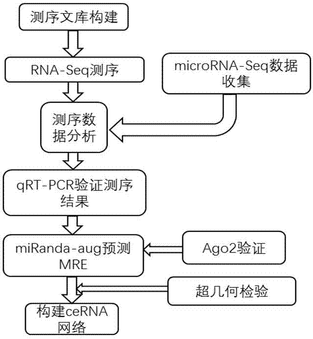 Identification method of competitive endogenous RNA (Ribonucleic Acid) network