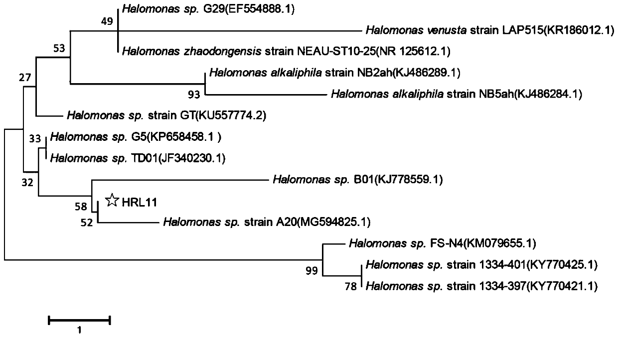 Halomona with aerobic denitrification function, and application of halomona