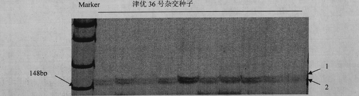 Primer sequence and detection method for detecting purity of Jin superior NO.36 cucumber hybridized seeds