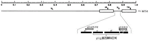 Porcine pseudorabies virus gene deletion strain and vaccine composition and preparation method and application thereof