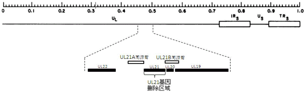 Porcine pseudorabies virus gene deletion strain and vaccine composition and preparation method and application thereof