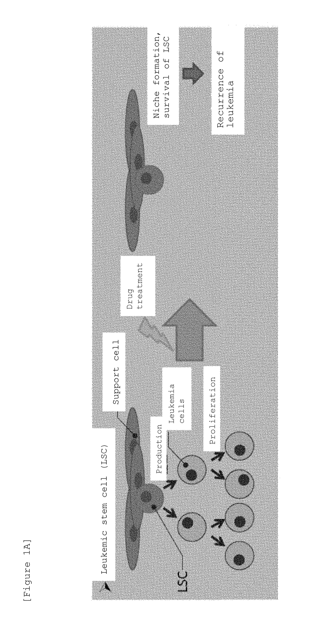 Marine organism-derived extract, compound, and medical composition having niche formation suppressing activity of leukemic stem cells