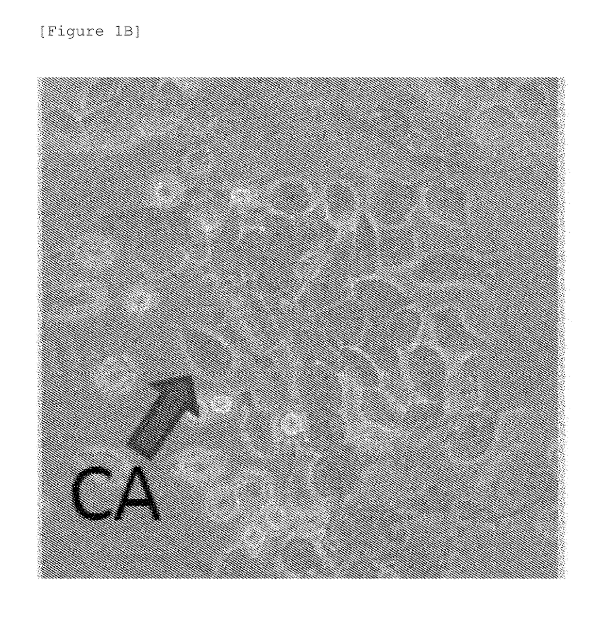 Marine organism-derived extract, compound, and medical composition having niche formation suppressing activity of leukemic stem cells