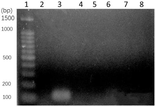 Method for detecting pathogenic bacteria of listeria monocytogenes from clinical blood