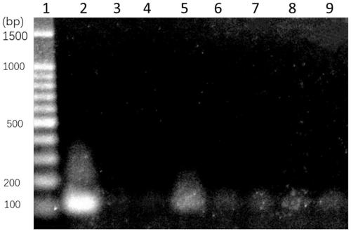 Method for detecting pathogenic bacteria of listeria monocytogenes from clinical blood