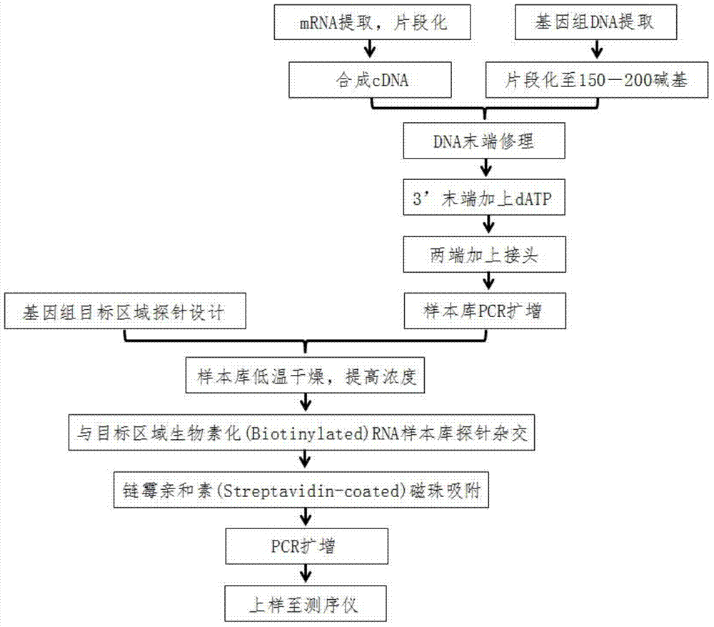 DNA (Deoxyribonucleic Acid) probe library used for hybridization with KRAS gene and method for enriching KRAS gene segments by adopting DNAprobe library