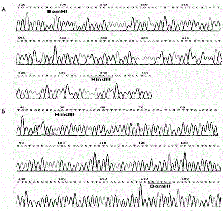 Pain-relief active polypeptide screening method