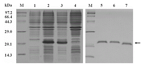 Pain-relief active polypeptide screening method