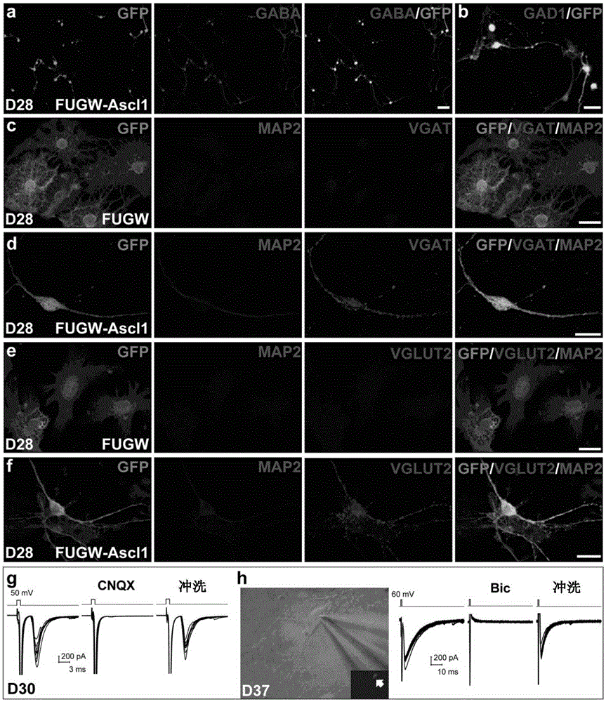 Application of Ascl1 in induction of transdifferentiation of astrocytes into functional neurons