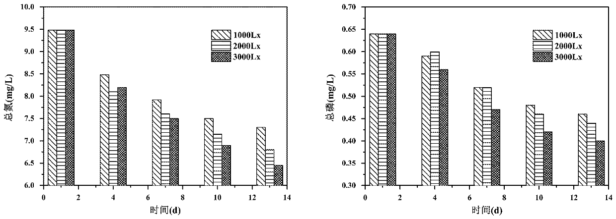 Method for treating black and odorous water through combination of indigenous microbial film and microalgae