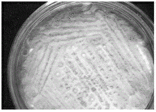 Penicillium oxalicum for reducing hexavalent chromium and screening method thereof