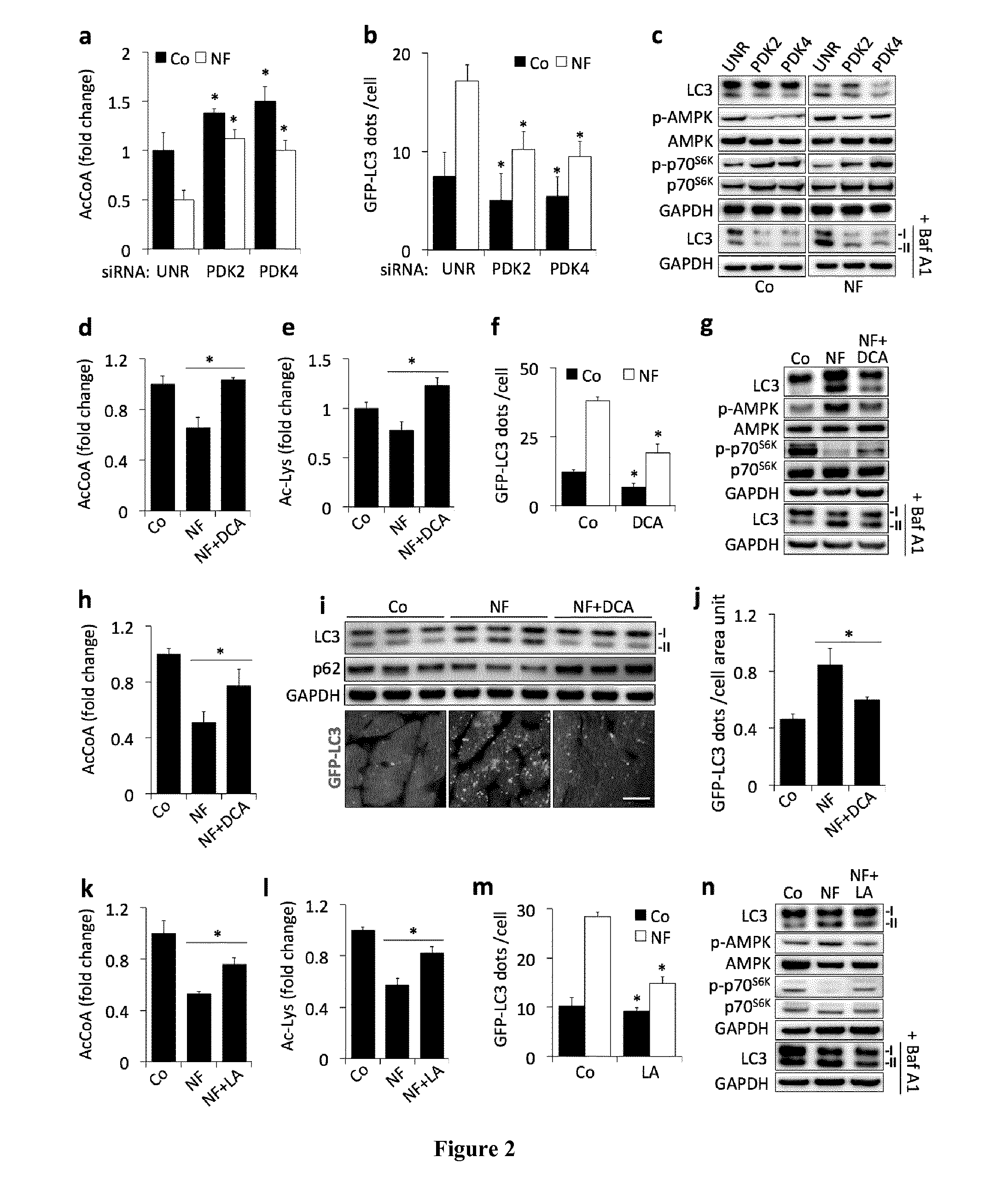 Methods and pharmaceutical compositions for modulating autophagy in a subject in need thereof