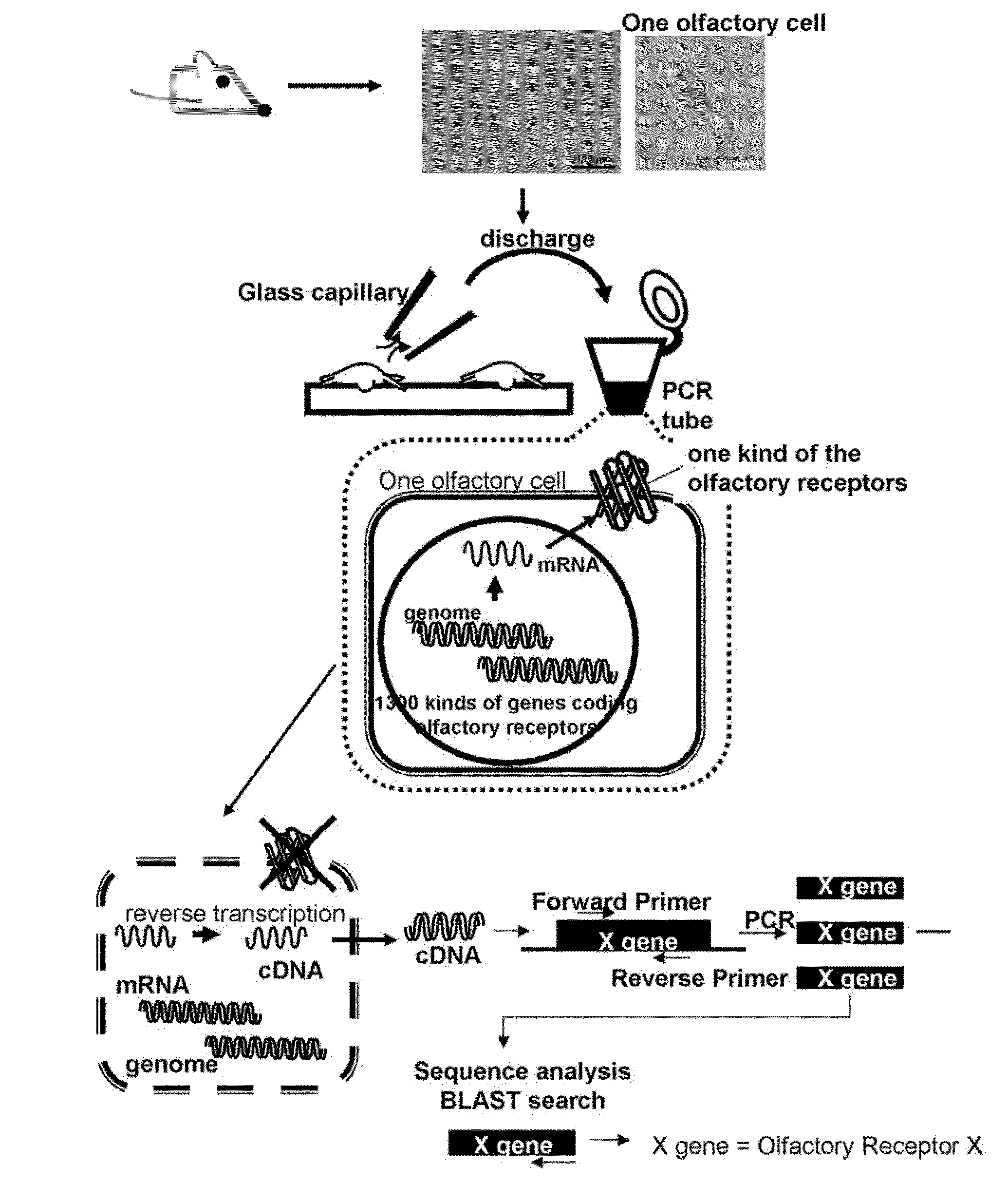 Method for identifying olfactory receptor included in one olfactory cell