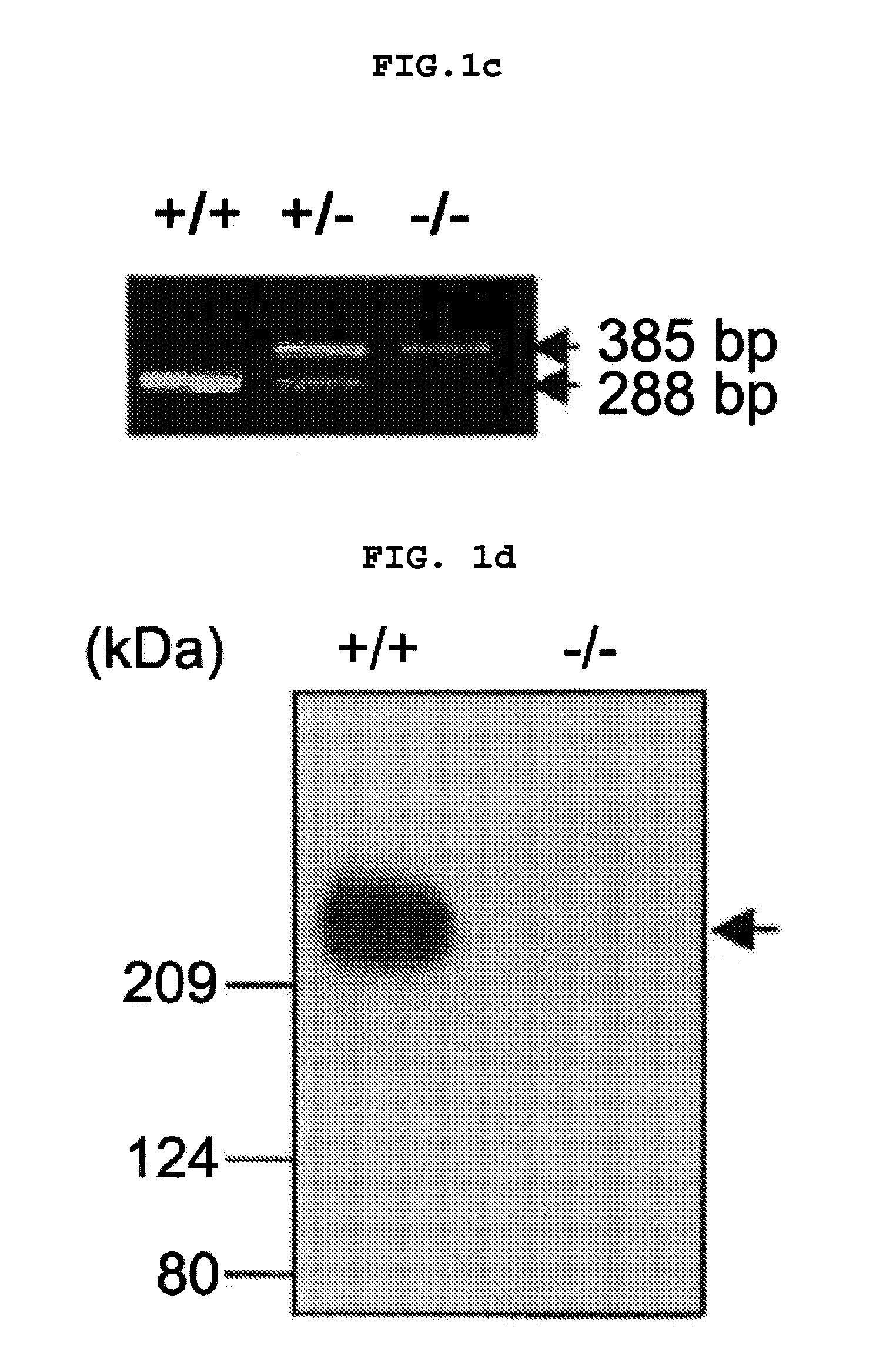 Transgenic mouse whose genome comprises a homozygous disruption of its alpha1G gene, a method of preparing the same and use thereof