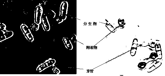 Fungus spore germination carrying membrane and production method thereof