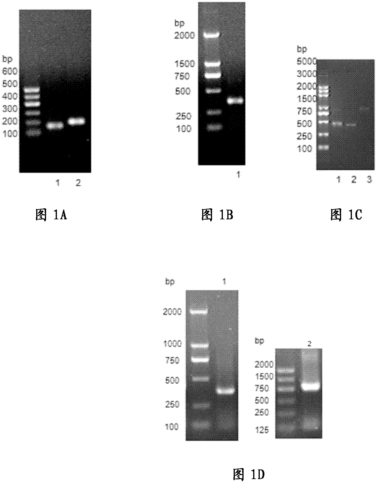 Recombinant fusion protein of IL3 and Lidamycin, preparation method and application thereof