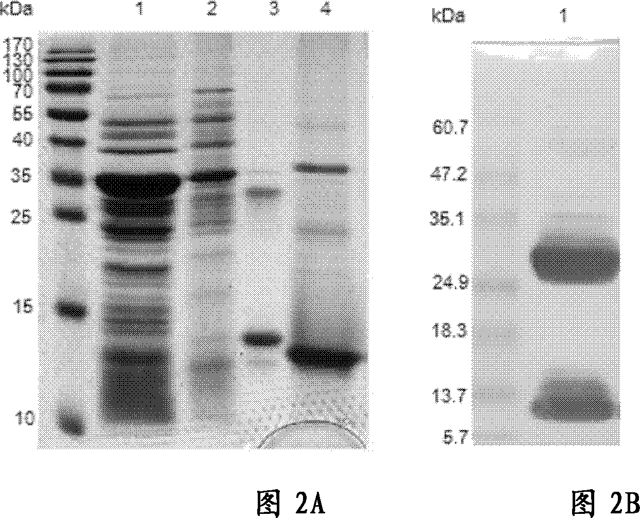Recombinant fusion protein of IL3 and Lidamycin, preparation method and application thereof