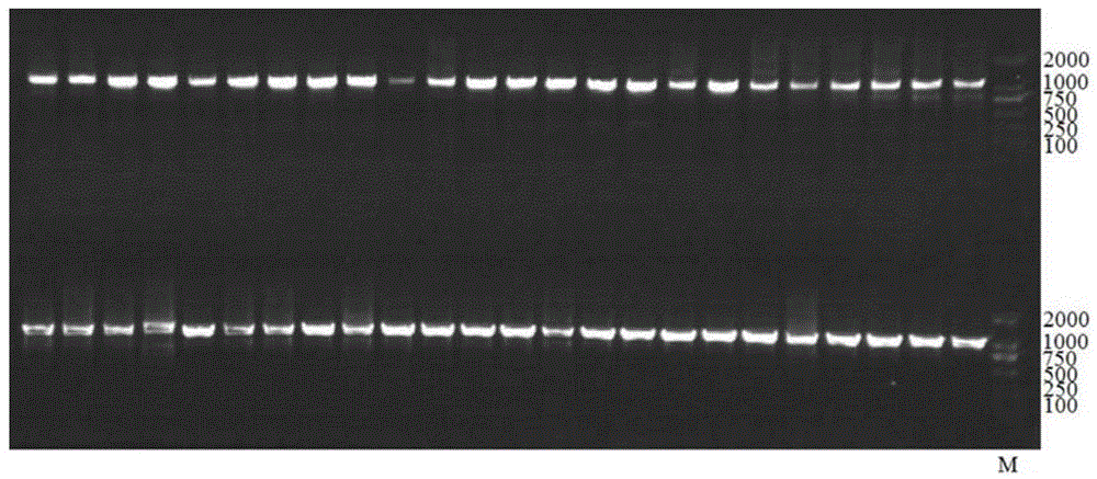 Specific primers for amplifying the mitochondrial coi gene of lepidopteran insects