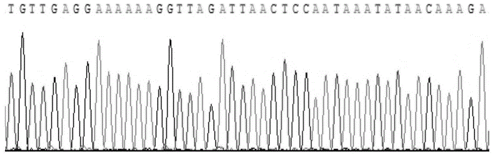 Specific primers for amplifying the mitochondrial coi gene of lepidopteran insects