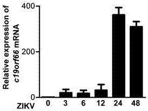 Applications of novel antiviral protein C19orf66 in preparing medicines capable of resisting Zika virus