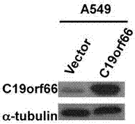 Applications of novel antiviral protein C19orf66 in preparing medicines capable of resisting Zika virus