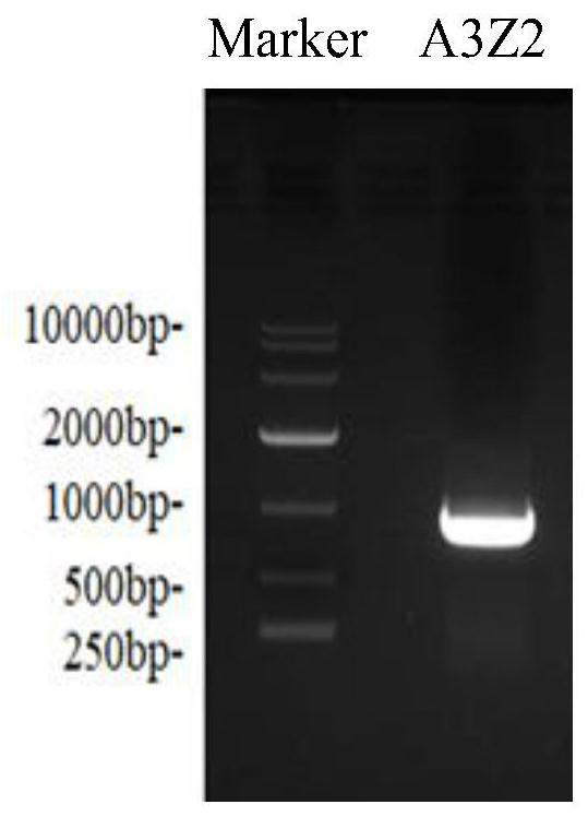 Screening, cultivation method and application of cell line stably expressing porcine host restriction factor a3z2 molecule