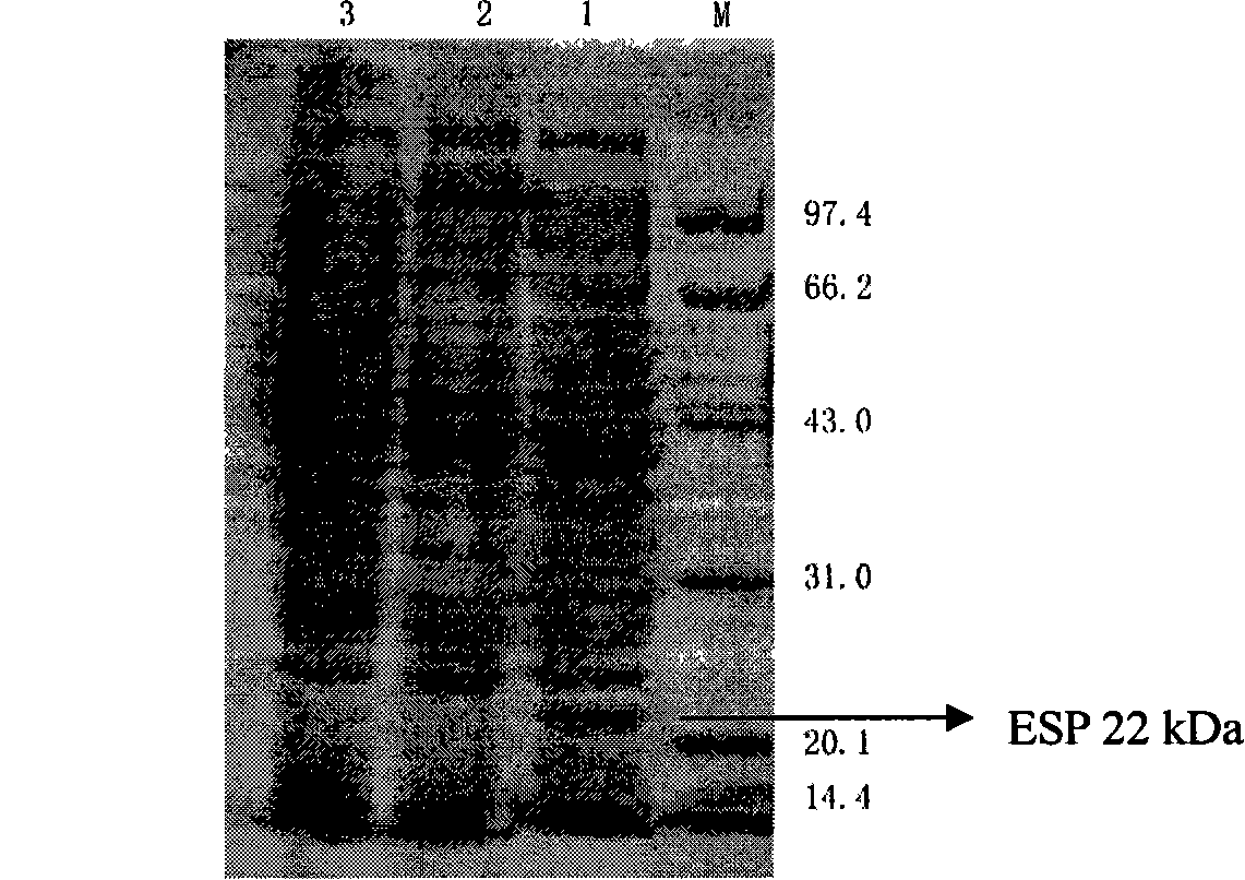Recombinant expression vector of excretion exudation protein of lung fluke, engineering bacterium, preparation method and uses thereof