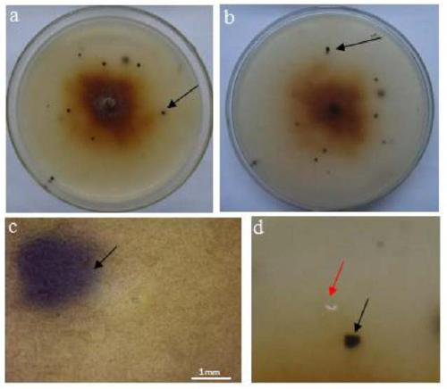 Mulberry endophytic antagonistic bacteria new species-podosporia sp. and application thereof