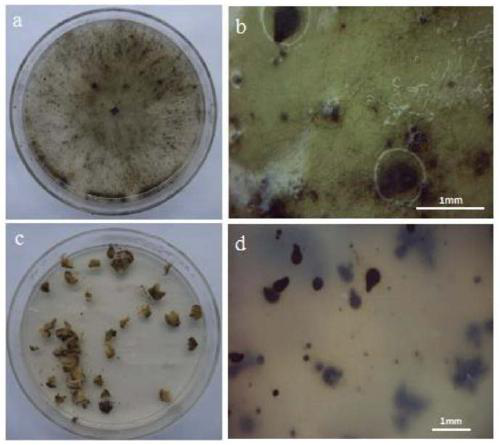Mulberry endophytic antagonistic bacteria new species-podosporia sp. and application thereof