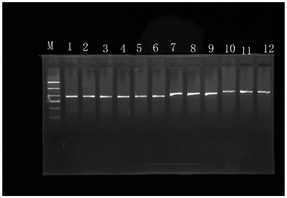 A Universal Primer and Its Design and Amplification Method for Transcriptional Spacer 2 in Ribosome Ribosome of Pleuriformes Soleidae Fish