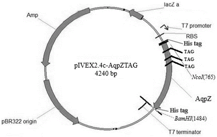 Method for compounding non-natural amino acids pPpa in escherichia coli aquaporin AQPZ
