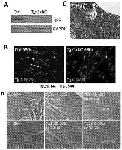 Modulation of tjp1 expression to regulate regeneration of heart cells