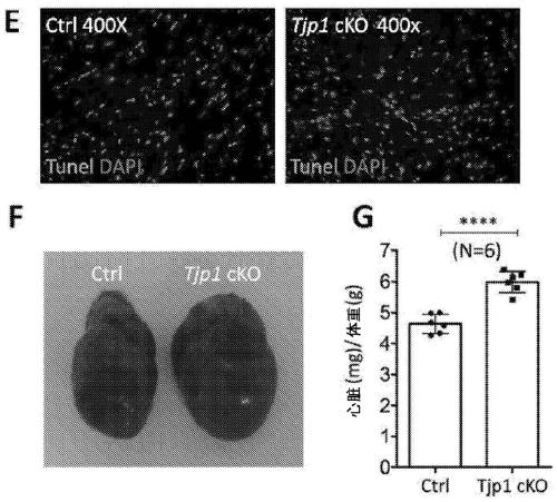 Modulation of tjp1 expression to regulate regeneration of heart cells