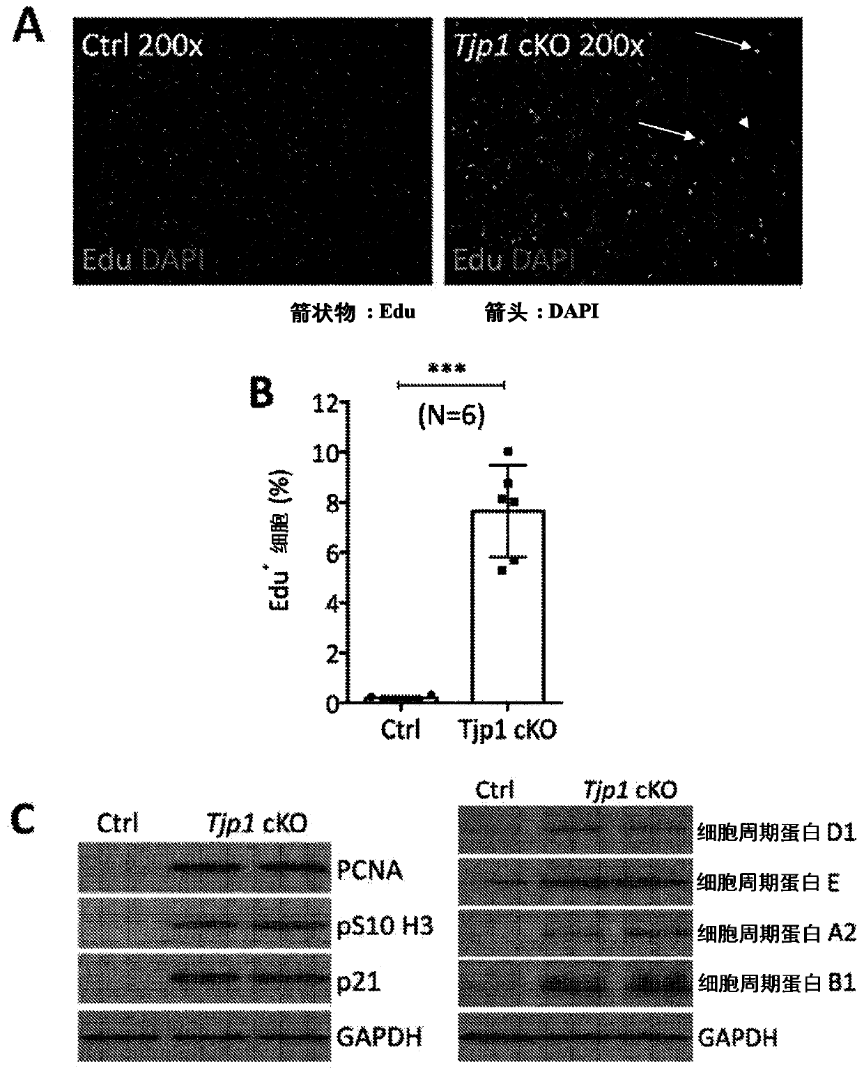 Modulation of tjp1 expression to regulate regeneration of heart cells