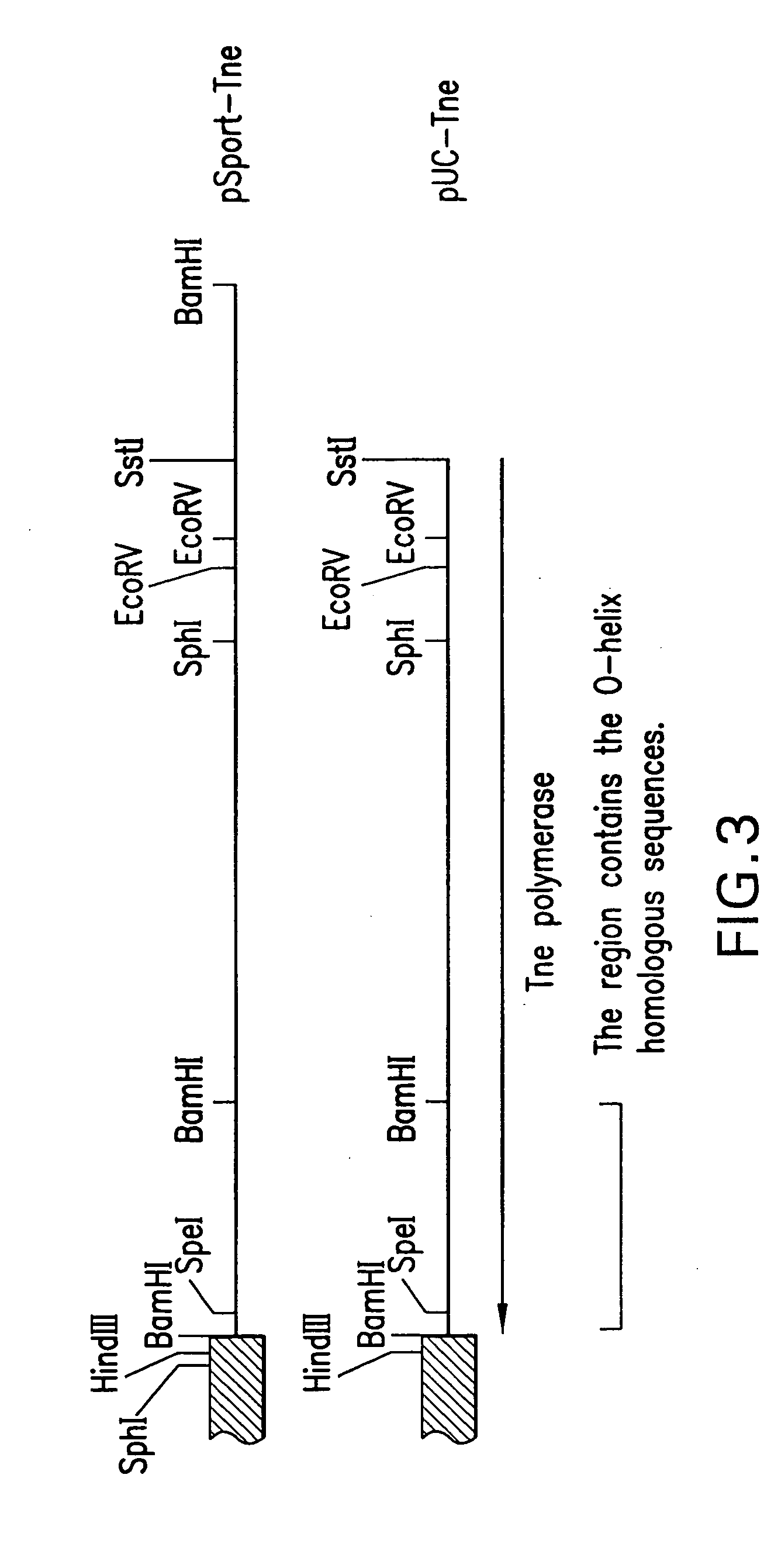 Mutant DNA polymerases and uses thereof