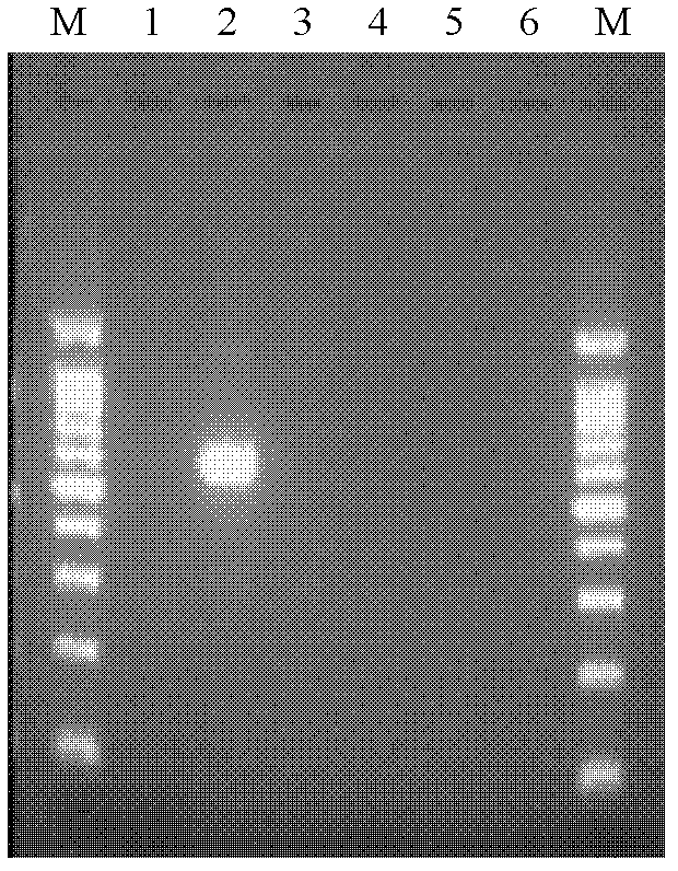 PCR primer pair for identification or auxiliary identification of tissues and/or organs of mouse and applications thereof