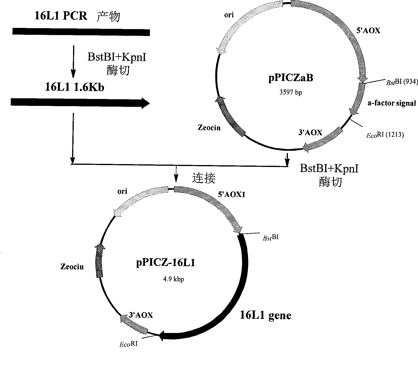 16 type human papilloma virus major capsid protein L1 gene