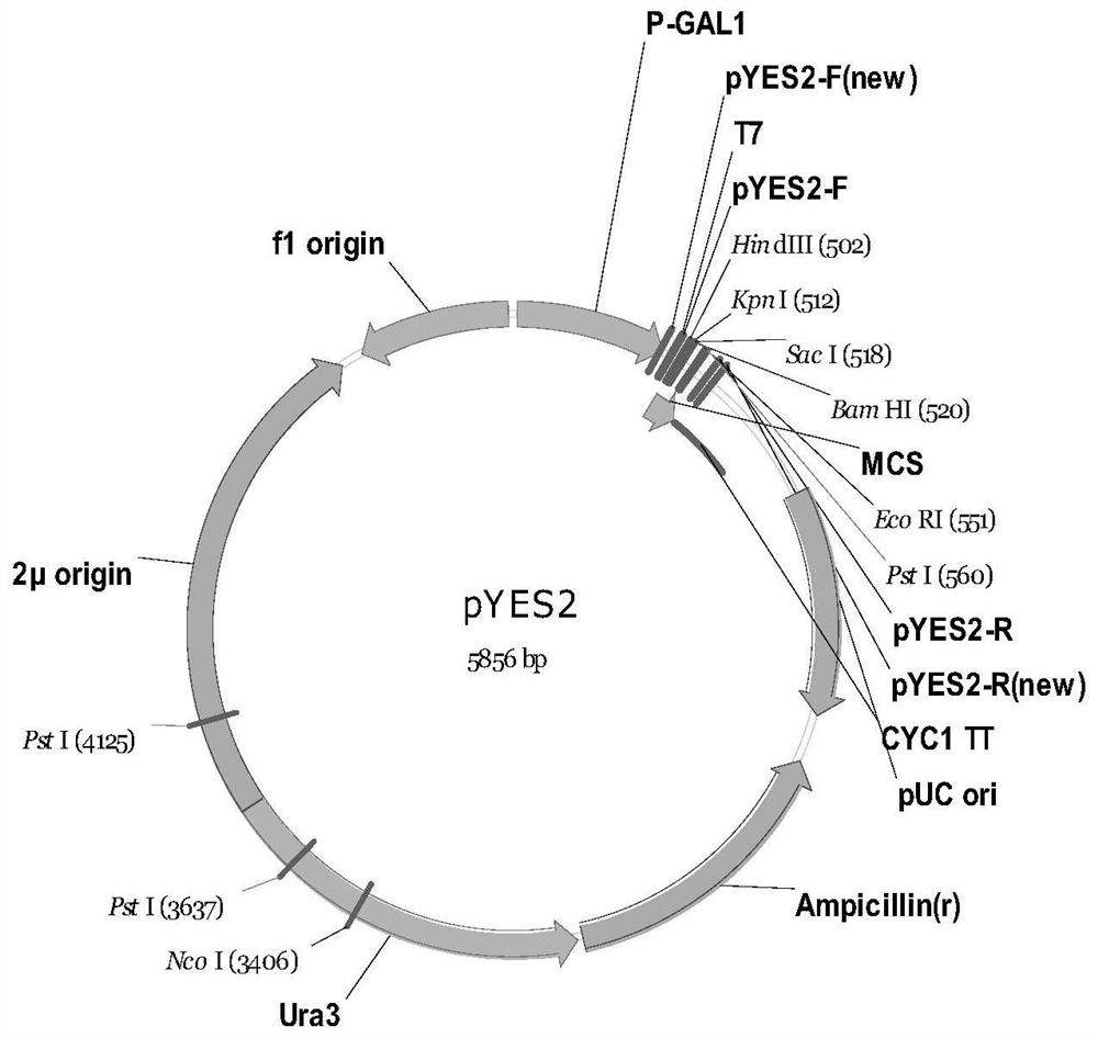 Cloning and application of the gene oszip9 controlling zinc uptake in rice