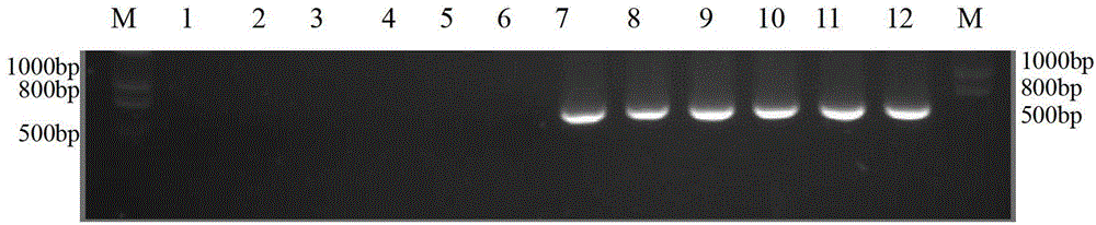 Method for identifying lepista sordida protoplast monokaryon mating types and special primer pair SR-6*14 therefor