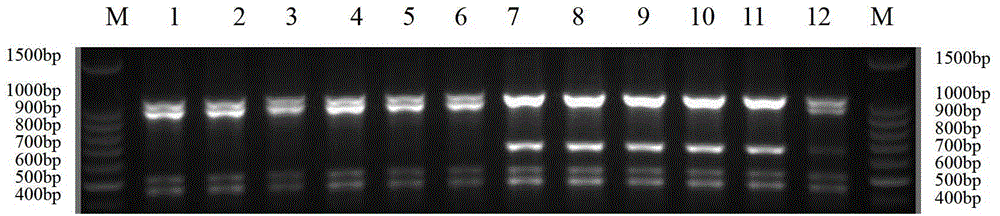 Method for identifying lepista sordida protoplast monokaryon mating types and special primer pair SR-6*14 therefor