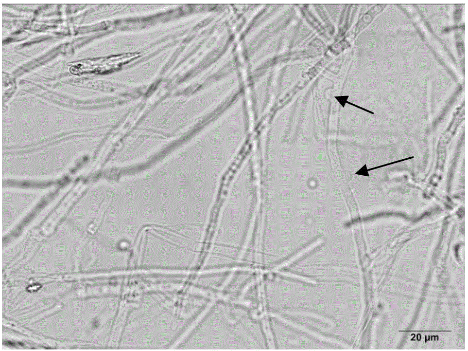 Method for identifying lepista sordida protoplast monokaryon mating types and special primer pair SR-6*14 therefor