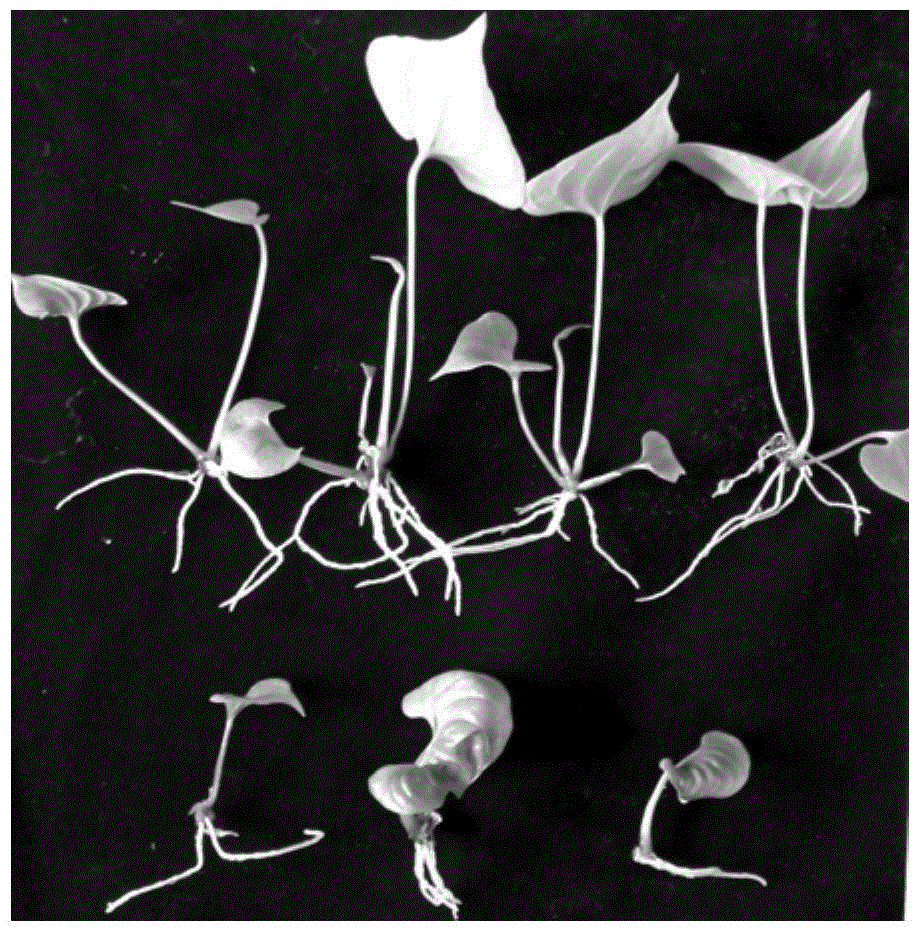 Method for Rooting of Aseptic Short Branches of Medicinal Dioscorea scutellaria Tissue Cultured Plantlets