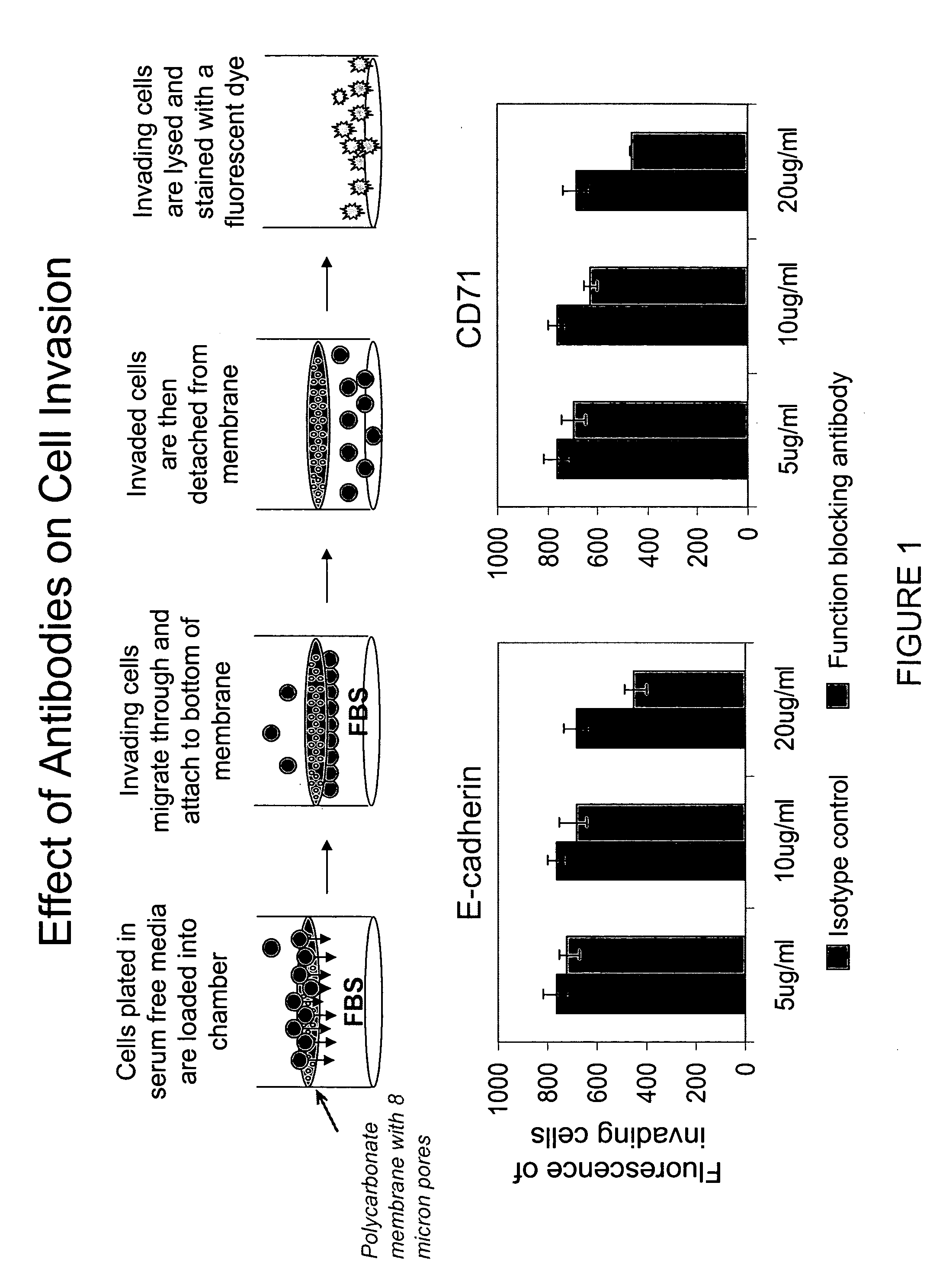 Method and compositions for treating diseases targeting E-cadherin