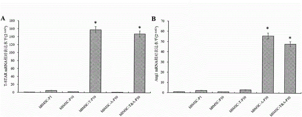 Preparation method and kit of human stem cell with prolonged service life and enhanced angiogenesis