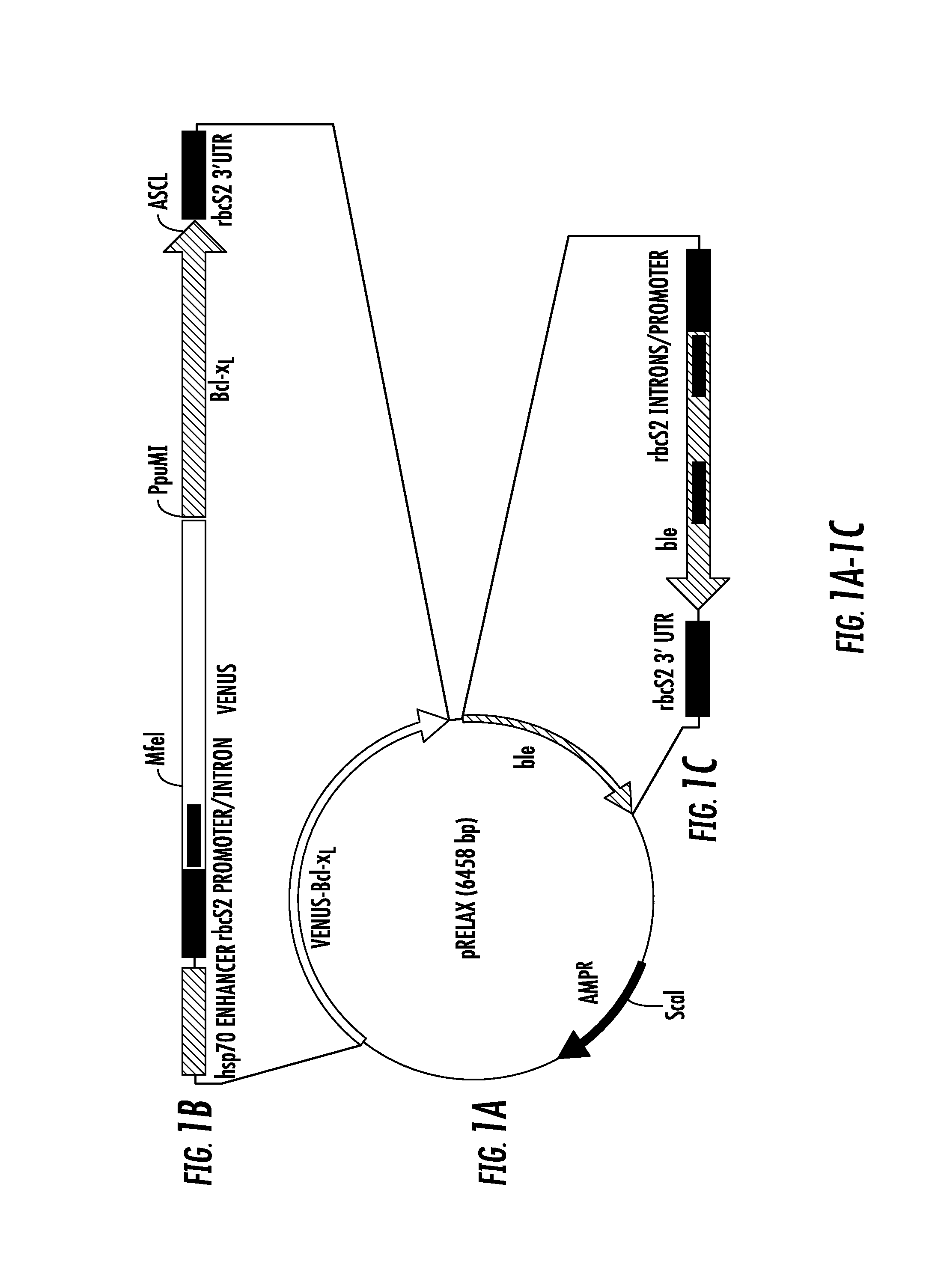 Method and composition for generating programmed cell death resistant algal cells