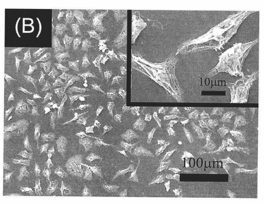 Preparation method for material with high density fixed biologically functional molecule