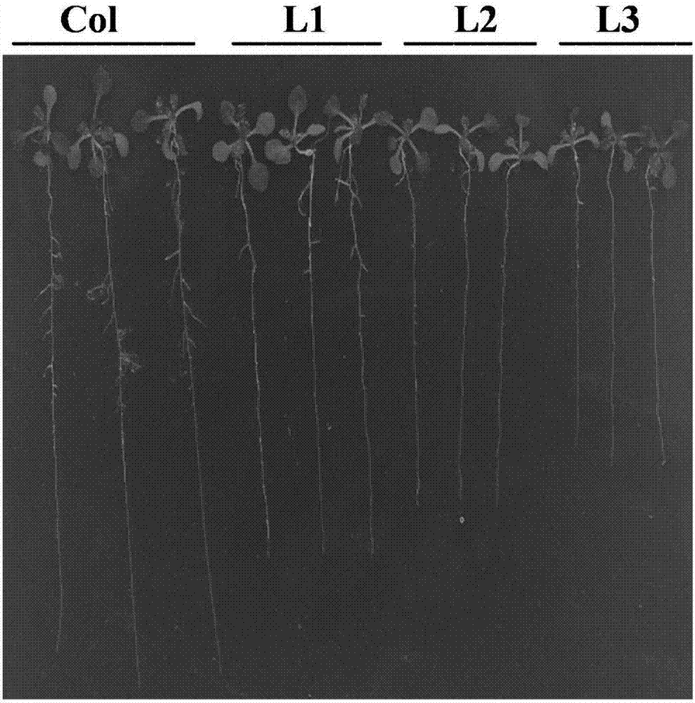 Root development-regulating apple polypeptide hormone gene MdCEP7 and application thereof