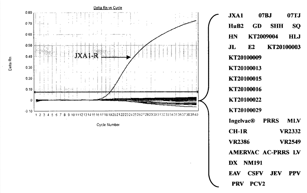 Real-time fluorescence reverse transcription-polymerase chain reaction (RT-PCR) detection method and kit for highly pathogenic porcine reproductive and respiratory syndrome live vaccine